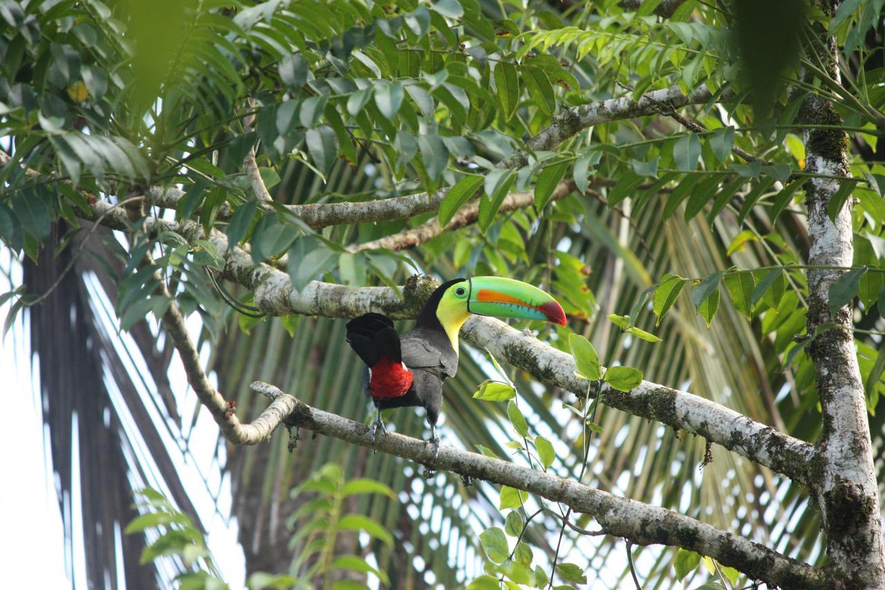 Hotel Vista Al Tortuguero Cariari  Dış mekan fotoğraf