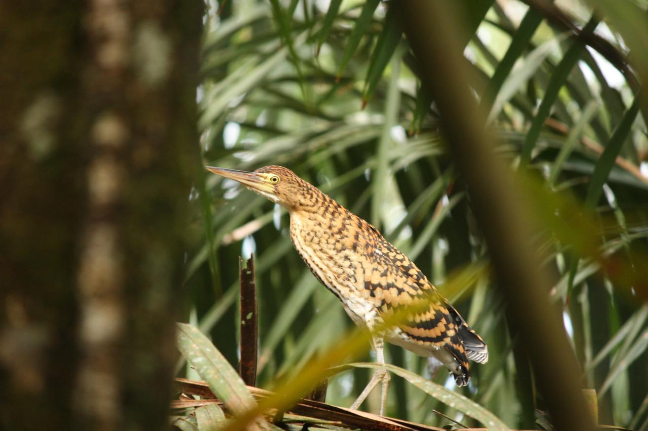 Hotel Vista Al Tortuguero Cariari  Dış mekan fotoğraf