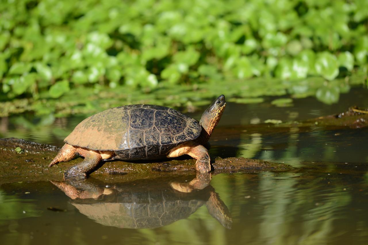 Hotel Vista Al Tortuguero Cariari  Dış mekan fotoğraf