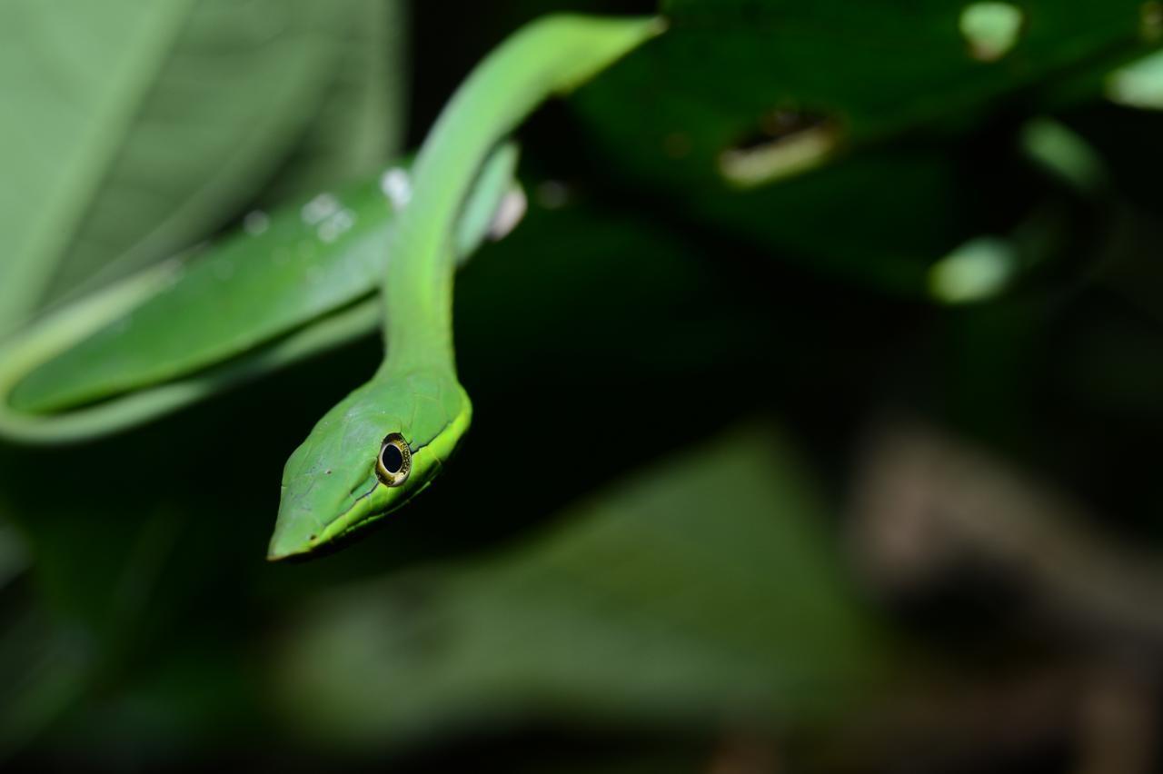 Hotel Vista Al Tortuguero Cariari  Dış mekan fotoğraf