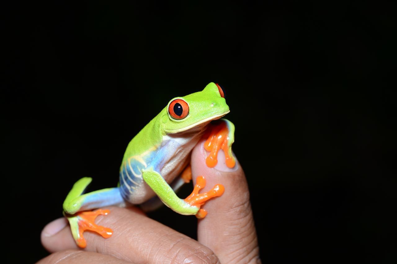 Hotel Vista Al Tortuguero Cariari  Dış mekan fotoğraf